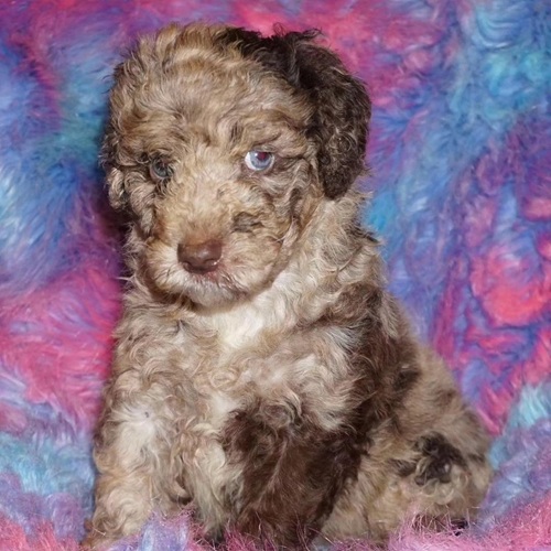 Adventurous Labradoodles photo