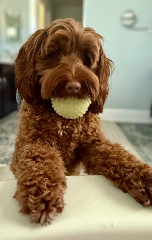 Vinton Valley Australian Labradoodles photo