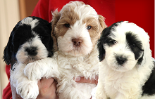 Family Labradoodles and Goldendoodles photo
