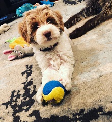 Labradoodle Dreams photo