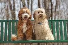 Royal Australian Labradoodles photo