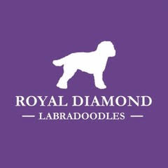Royal Diamond Labradoodles photo