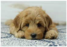 Cherry Lane Labradoodles photo