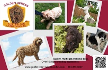 Golden Xpress Labradoodles photo