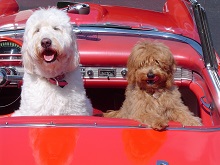 The Paw Pad Goldendoodles, Inc. photo