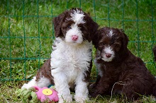 Australian Heritage Labradoodles photo
